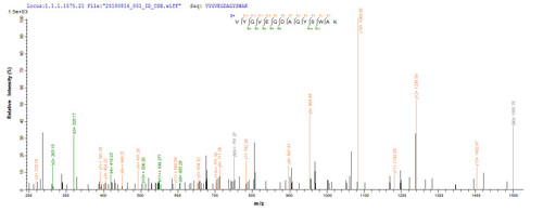 Based on the SEQUEST from database of E.coli host and target protein, the LC-MS/MS Analysis result of CSB-EP670430BWS could indicate that this peptide derived from E.coli-expressed Brucella abortus biovar 1 (strain 9-941) omp25.