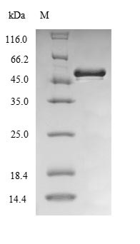 (Tris-Glycine gel) Discontinuous SDS-PAGE (reduced) with 5% enrichment gel and 15% separation gel.