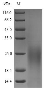 The reducing (R) protein migrates as 25 kDa in SDS-PAGE may be due to glycosylation.