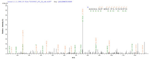 Based on the SEQUEST from database of Yeast host and target protein, the LC-MS/MS Analysis result of CSB-YP872876DXU could indicate that this peptide derived from Yeast-expressed Cricetulus griseus (Chinese hamster) (Cricetulus barabensis griseus) PRDX1.