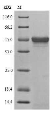 (Tris-Glycine gel) Discontinuous SDS-PAGE (reduced) with 5% enrichment gel and 15% separation gel.