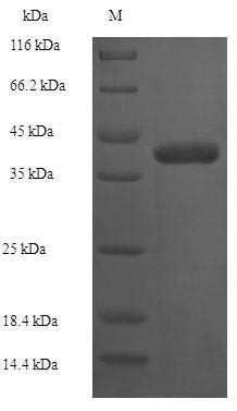 (Tris-Glycine gel) Discontinuous SDS-PAGE (reduced) with 5% enrichment gel and 15% separation gel.