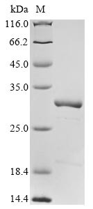 (Tris-Glycine gel) Discontinuous SDS-PAGE (reduced) with 5% enrichment gel and 15% separation gel.