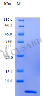 Recombinant Human C-C motif chemokine 2 protein(CCL2) (Active) (CSB-AP000821HU)