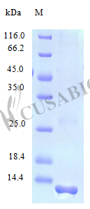 Recombinant Human C-C motif chemokine 21 protein(CCL21) (Active) (CSB-AP000941HU)
