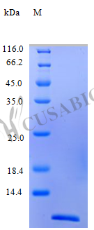 Recombinant Human C-C motif chemokine 24 protein(CCL24) (Active) (CSB-AP000971HU)