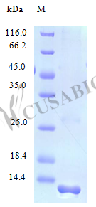 Recombinant Human C-C motif chemokine 28 protein(CCL28) (Active) (CSB-AP001011HU)