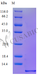 Recombinant Human C-C motif chemokine 3 protein(CCL3) (Active) (CSB-AP000841HU)