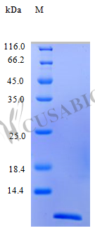 Recombinant Human C-C motif chemokine 4 protein(CCL4) (Active) (CSB-AP000861HU)