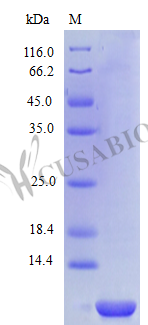 Recombinant Human C-X-C motif chemokine 6 protein(CXCL6) (Active) (CSB-AP000691HU)