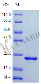 Recombinant Human Ciliary Neurotrophic Factor protein (CNTF) (Active) (CSB-AP002841HU)