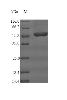 (Tris-Glycine gel) Discontinuous SDS-PAGE (reduced) with 5% enrichment gel and 15% separation gel.