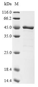 (Tris-Glycine gel) Discontinuous SDS-PAGE (reduced) with 5% enrichment gel and 15% separation gel.
