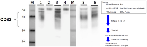 Figure 3. IP-WB of human serum exosomes.Sample
1. Anti-CD63 (8A12) - Serum A
2. Control antibody - Serum A
3. Anti-CD63 (8A12) - Serum B
4. Control antibody - Serum B
5. Ultracentrifugation - Serum A
6. Ultracentrifugation - Serum A