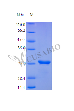 Fibroblast growth factor 23 Protein (FGF23) (Active) Tag-Free (E. coli-derived, recombinant human)
