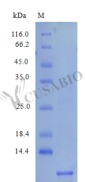 Platelet basic protein (PPBP) partial, (Active) Tag-Free (E. coli-derived, recombinant human)