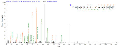 Based on the SEQUEST from database of E.coli host and target protein, the LC-MS/MS Analysis result of CSB-EP765906MVZ could indicate that this peptide derived from E.coli-expressed Mycobacterium tuberculosis (strain CDC 1551 / Oshkosh) map-1.