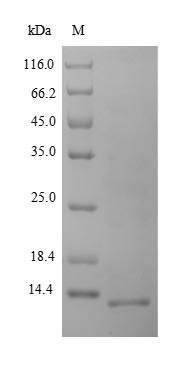 (Tris-Glycine gel) Discontinuous SDS-PAGE (reduced) with 5% enrichment gel and 15% separation gel.