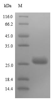 (Tris-Glycine gel) Discontinuous SDS-PAGE (reduced) with 5% enrichment gel and 15% separation gel.