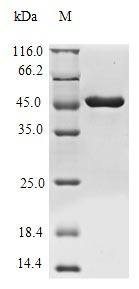 (Tris-Glycine gel) Discontinuous SDS-PAGE (reduced) with 5% enrichment gel and 15% separation gel.