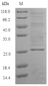 (Tris-Glycine gel) Discontinuous SDS-PAGE (reduced) with 5% enrichment gel and 15% separation gel.