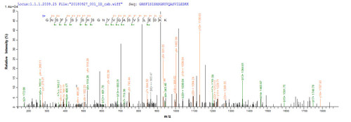 Based on the SEQUEST from database of Baculovirus host and target protein, the LC-MS/MS Analysis result of CSB-BP669769SBAF could indicate that this peptide derived from Baculovirus-expressed Streptococcus pyogenes serotype M28 (strain MGAS6180) acpS.