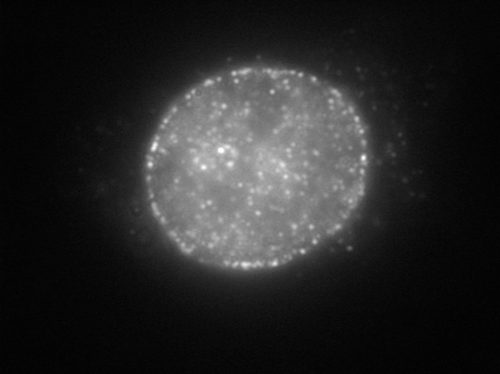 Immunocytochemistry/Immunofluorescence analysis of Nup153 antibody (7F9E12) on HeLa cells.