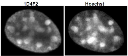 Anti Histone H3.1/H3.2 mAb (Clone: 1D4F2)
