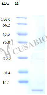 Recombinant Human C-C motif chemokine 14 protein(CCL14) (Active) (CSB-AP000921HU)