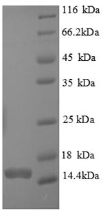 Recombinant Human Caspase-7 (CASP7), partial (CSB-EP004552HU)
