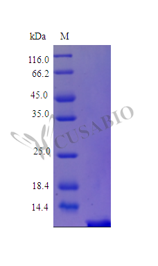 Parathyroid hormone protein (PTH) partial 32-65aa, (Active) Tag-Free (E. coli-derived, recombinant human)