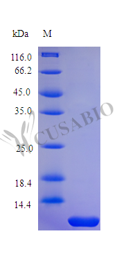 Parathyroid hormone protein (PTH) partial 38-65aa, (Active) Tag-Free (E. coli-derived, recombinant human)