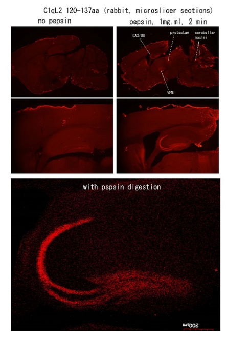 C1ql2 pAb (GP)