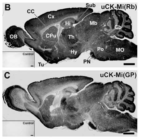 CK-Mi pAb (Rb)