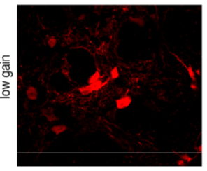 GFP/UV pAb (Rb)