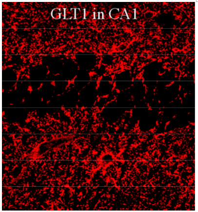 GLT1 pAb (Go)