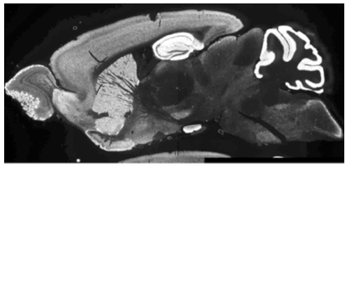 GluA1 (GluR1) pAb (Rb)