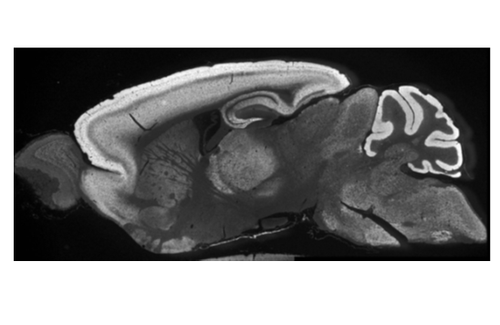 GluA3 (GluR3) pAb (Go)