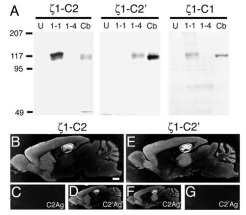 GluN1-C2' (NR1-C2') pAb (Rb)