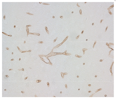 GLUT1 (Slc2a1) pAb (GP)