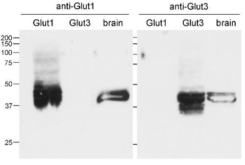 GLUT3 (Slc2a3) pAb (Rb)