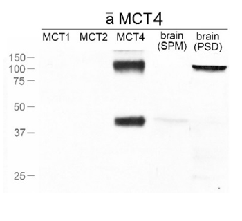 MCT4 (Slc16a3) pAb (Rb)