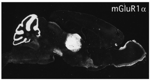 mGluR1α pAb (GP)
