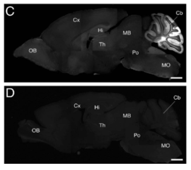 PLCβ3 pAb (Rb)