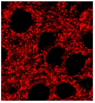 Synapsin-Ib pAb (GP)