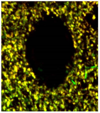 Synaptophysin pAb (Go)