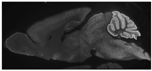 TARPγ2 pAb (Rb)