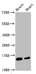 Western Blot<br />Positive WB detected in Mouse brain tissue,Mouse heart tissue<br />All lanes Di-methyl-Histone H3.1(K4)antibody at 0.55μg/ml<br />Secondary<br />Goat polyclonal to rabbit IgG at 1/50000 dilution<br />Predicted band size: 15 KDa<br />Observed band size: 15 KDa<br />