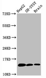 Western Blot<br />Positive WB detected in HepG2 whole cell lysate锛孲H-SY5Y whole cell lysate锛孯at brain tissue<br />All lanes Mono-methyl-Histone H3.1(K36)antibody at 0.6μg/ml<br />Secondary<br />Goat polyclonal to rabbit IgG at 1/50000 dilution<br />Predicted band size: 15 KDa<br />Observed band size: 15 KDa<br />