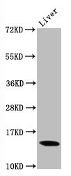 Western Blot<br />Positive WB detected in Mouse liver tissue<br />All lanes Di-methyl-Histone H3.1(K9)antibody at 0.9μg/ml<br />Secondary<br />Goat polyclonal to rabbit IgG at 1/50000 dilution<br />Predicted band size: 15 KDa<br />Observed band size: 15 KDa<br />